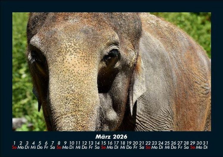 Produktbild: Elefanten - Die sanften Riesen Afrikas 2026 Fotokalender DIN A5
