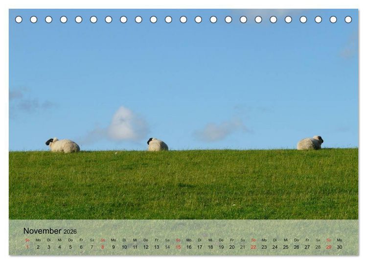 Produktbild: Schafe z&auml;hlen leicht gemacht! (Tischkalender 2026 DIN A5 quer), CALVENDO Monatskalender