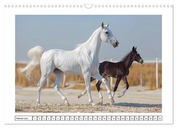Produktbild: Bezaubernde Eleganz wei&szlig;er Pferde (Wandkalender 2026 DIN A3 quer), CALVENDO Monatskalender