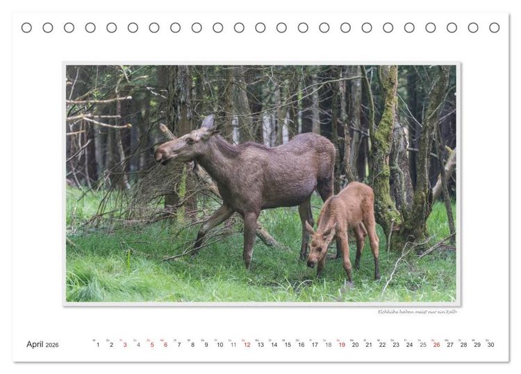 Produktbild: Emotionale Momente: Europ&auml;ischer Elch Part II (Tischkalender 2026 DIN A5 quer), CALVENDO Monatskalender