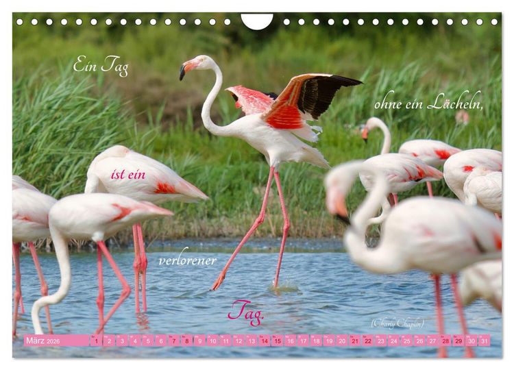 Produktbild: The Power Of Pink (Wandkalender 2026 DIN A4 quer), CALVENDO Monatskalender