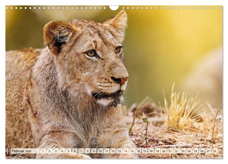 Produktbild: Afrikas L&ouml;wen 2026 (Wandkalender 2026 DIN A3 quer), CALVENDO Monatskalender