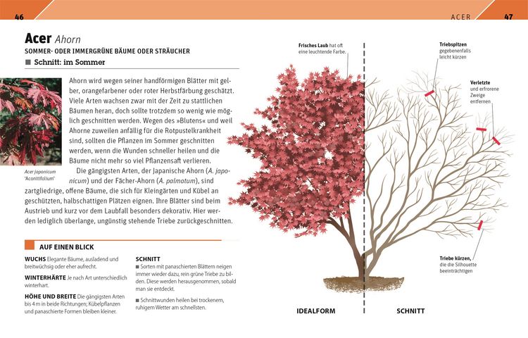 Produktbild: Gartenwissen Pflanzenschnitt
