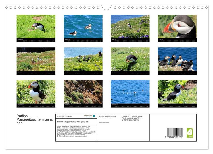 Produktbild: Puffins, Papageitauchern ganz nah (Wandkalender 2026 DIN A3 quer), CALVENDO Monatskalender