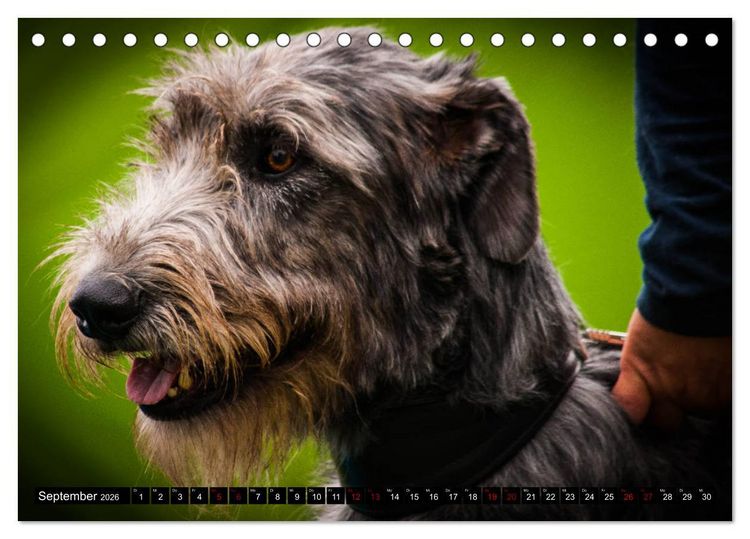 Produktbild: Windhunde - eine Leidenschaft (Tischkalender 2026 DIN A5 quer), CALVENDO Monatskalender