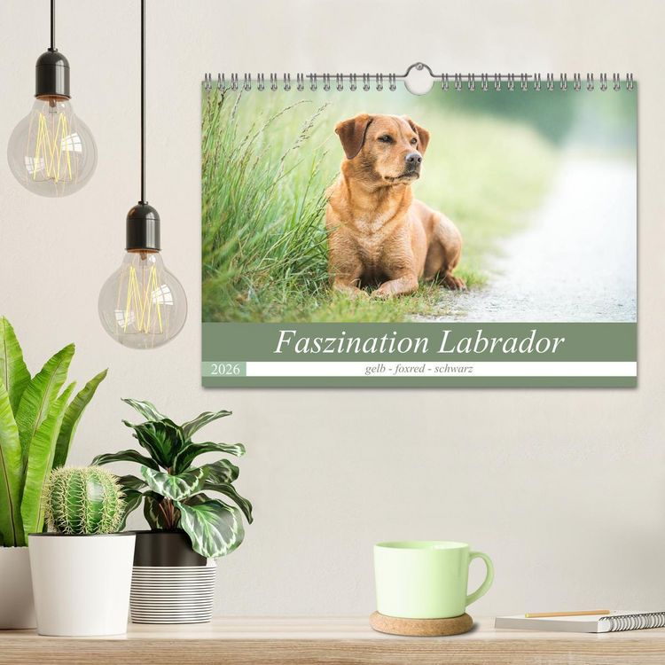 Produktbild: Faszination Labrador - gelb, foxred, schwarz (Wandkalender 2026 DIN A4 quer), CALVENDO Monatskalender