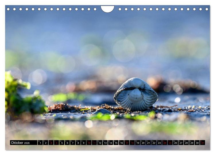 Produktbild: Strandobjekte (Wandkalender 2026 DIN A4 quer), CALVENDO Monatskalender