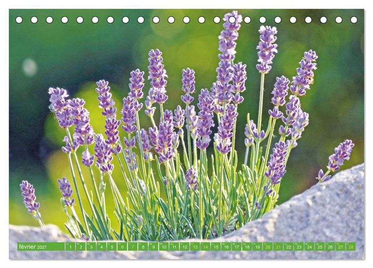 Produktbild: Fleurs du jardin aromatique (Calendrier de bureau 2027 DIN A5 vertical), CALVENDO calendrier mensuel
