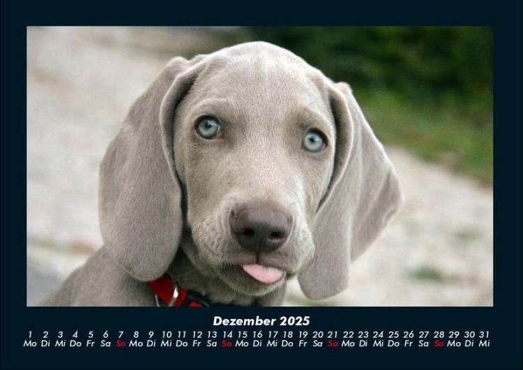 Produktbild: Welpen 2025 Fotokalender DIN A4