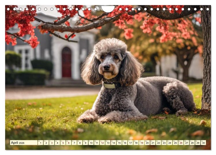 Produktbild: Pudel in allen Farben und Gr&ouml;&szlig;en (Wandkalender 2026 DIN A4 quer), CALVENDO Monatskalender