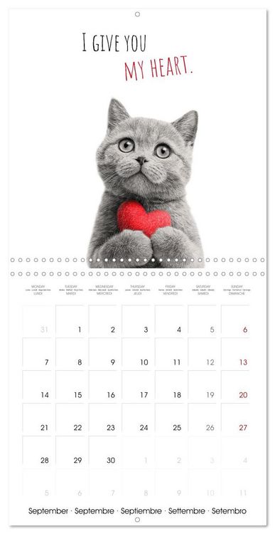 Produktbild: Purrfectly Cool Cats (Wall Calendar 2026 12 &times; 12 Inch) CALVENDO 12 Month Wall Calendar