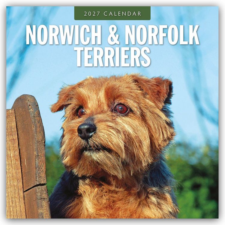 Produktbild: Norwich Terrier und Norfolk Terrier 2027 &ndash; 16-Monatskalender