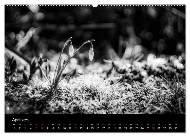Produktbild: Monochrom 2026 (Wandkalender 2026 DIN A2 quer), CALVENDO Monatskalender