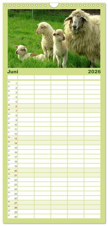 Produktbild: Familienplaner 2026 - Sch&auml;fchen z&auml;hlen - mit Schafen durchs Jahr mit 5 Spalten (Wandkalender, 21 x 45 cm) CALVENDO