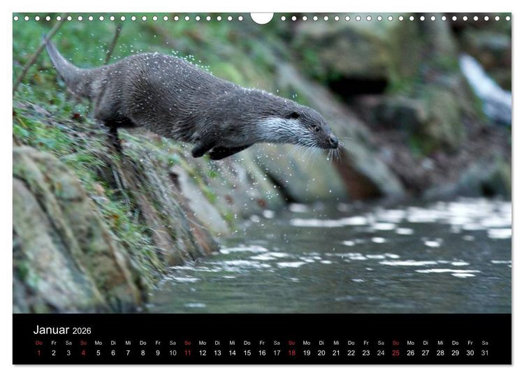 Produktbild: Wilde Heimat (Wandkalender 2026 DIN A3 quer), CALVENDO Monatskalender