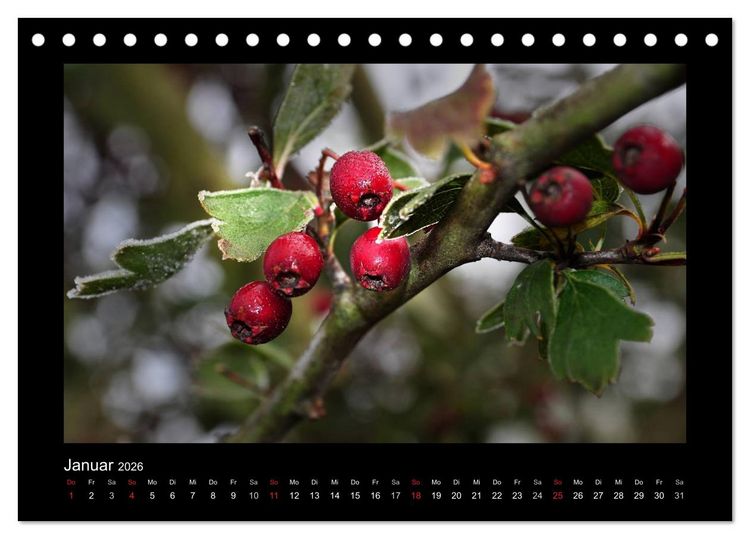 Produktbild: Rot (Tischkalender 2026 DIN A5 quer), CALVENDO Monatskalender