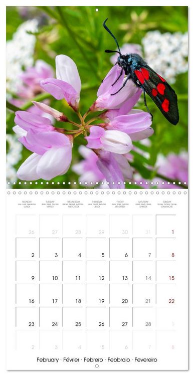 Produktbild: Natural beauty. Close-up insects (Wall Calendar 2026 12 &times; 12 Inch) CALVENDO 12 Month Wall Calendar