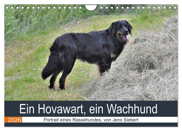 Produktbild: Ein Hovawart, ein Wachhund (Wandkalender 2026 DIN A4 quer), CALVENDO Monatskalender