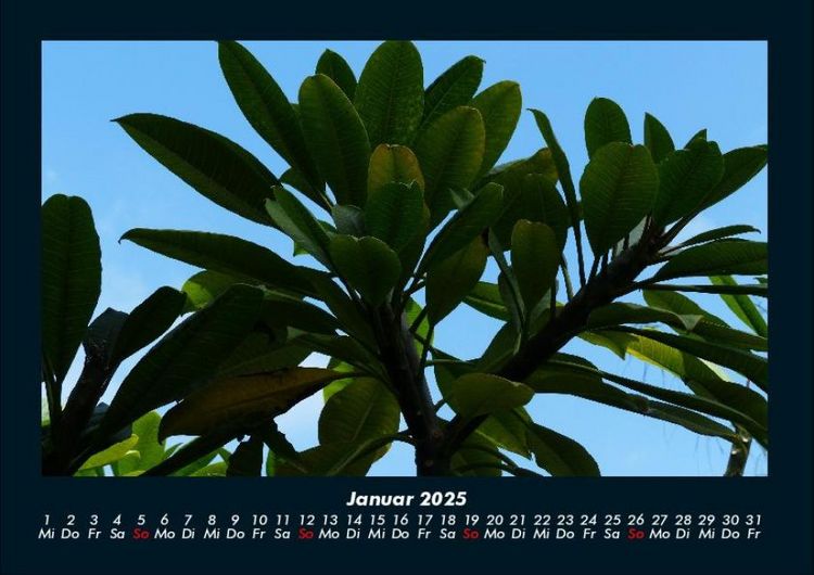 Produktbild: B&auml;ume 2025 Fotokalender DIN A4
