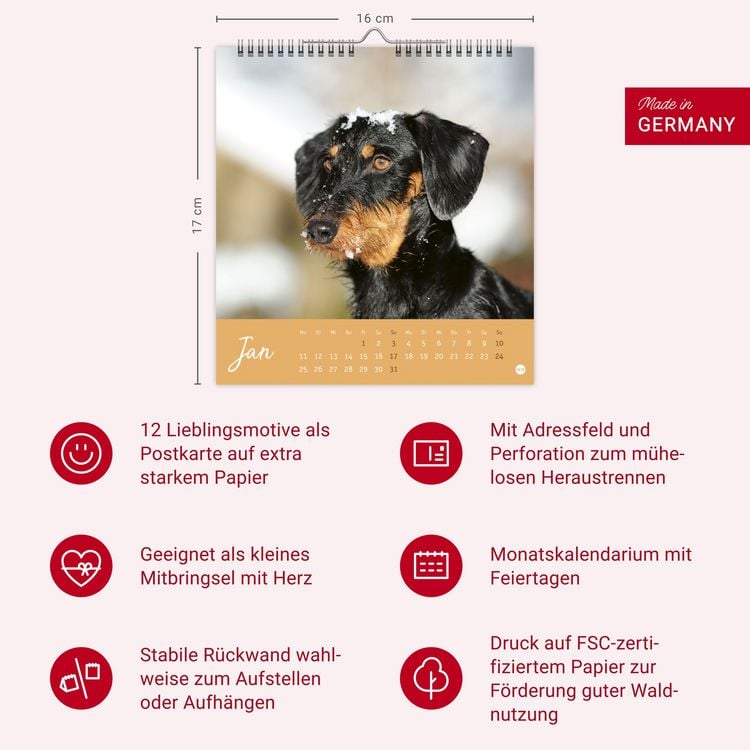 Produktbild: Dackel Postkartenkalender 2027