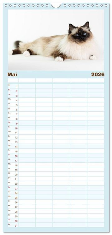 Produktbild: Familienplaner 2026 - Heilige Birma Katzen - Eine Rasse mit traumhaft blauen Augen. mit 5 Spalten (Wandkalender, 21 x 45 cm) CALVENDO
