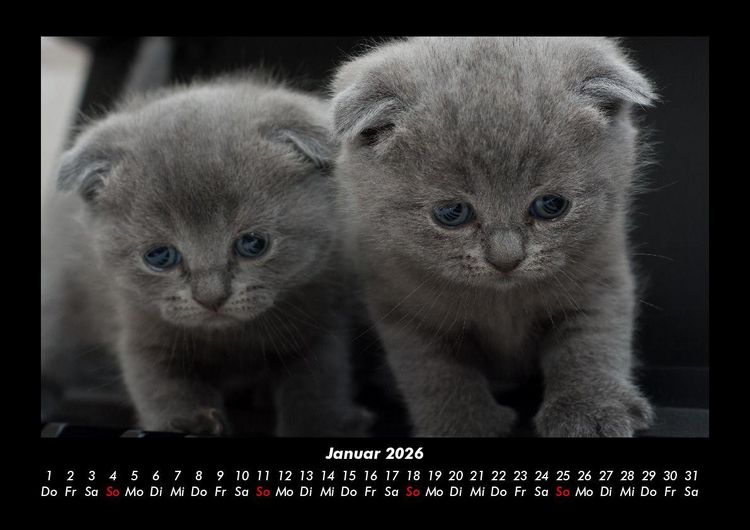 Produktbild: F&uuml;r Katzenfreunde 2026 Fotokalender DIN A3