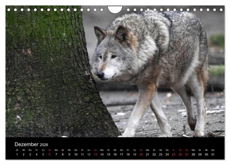 Produktbild: Tiere unserer Erde (Wandkalender 2026 DIN A4 quer), CALVENDO Monatskalender