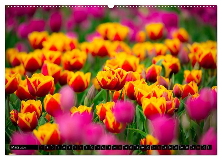 Produktbild: Kleine Blumen ganz gro&szlig; (hochwertiger Premium Wandkalender 2026 DIN A2 quer), Kunstdruck in Hochglanz