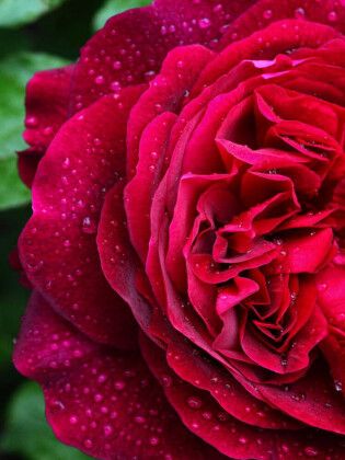 Produktbild: CALVENDO Puzzle Dunkelrote Rose im Regen | 1000 Teile Lege-Gr&ouml;&szlig;e 64x48cm Foto-Puzzle f&uuml;r gl&uuml;ckliche Stunden