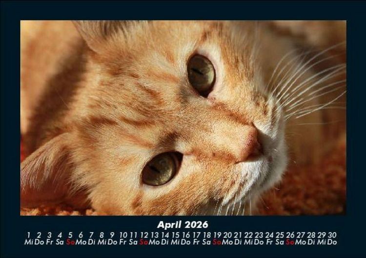 Produktbild: F&uuml;r Katzenfreunde 2026 Fotokalender DIN A5