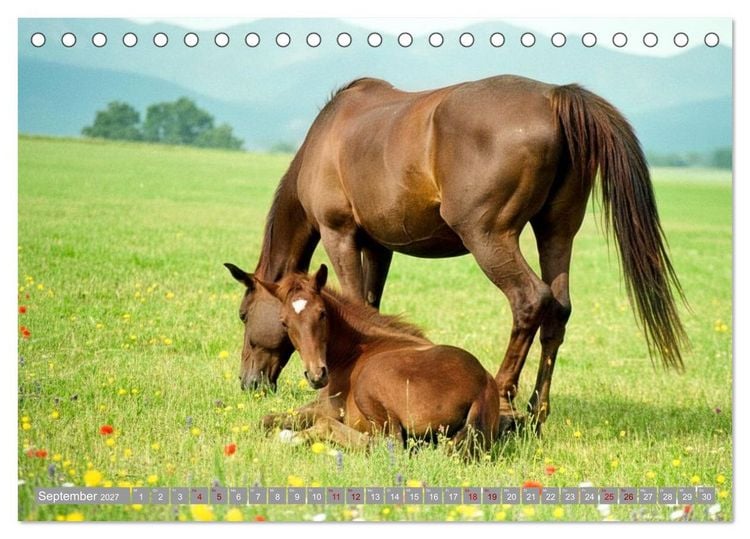Produktbild: Ein Jahr voll Fohlenzauber (Tischkalender 2027 DIN A5 quer), CALVENDO Monatskalender