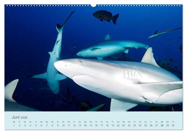 Produktbild: Abenteuer Unterwasser (Wandkalender 2026 DIN A2 quer), CALVENDO Monatskalender