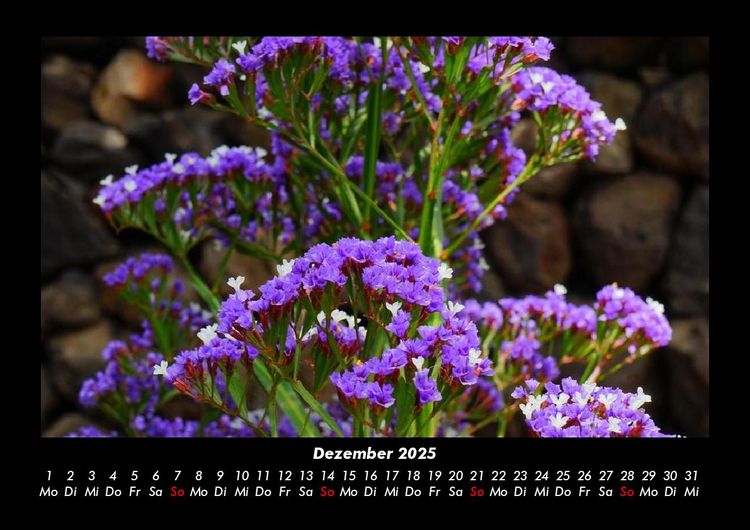 Produktbild: Blumentr&auml;ume 2025 Fotokalender DIN A3