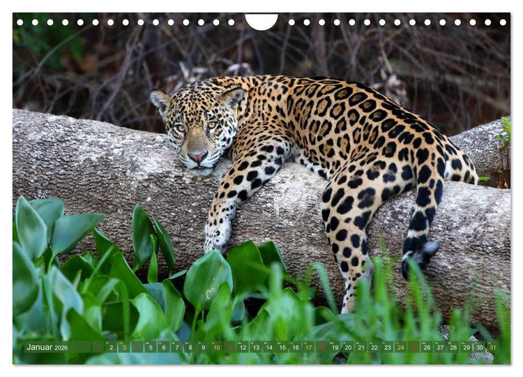 Produktbild: Jaguare im Pantanal (Wandkalender 2026 DIN A4 quer), CALVENDO Monatskalender