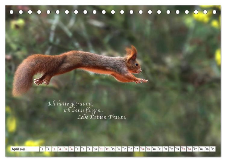 Produktbild: Tipps von Eichh&ouml;rnchen an Eichh&ouml;rnchenliebhaber (Tischkalender 2026 DIN A5 quer), CALVENDO Monatskalender