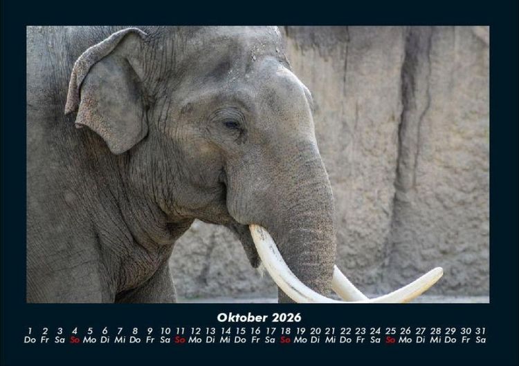 Produktbild: Elefanten Kalender 2026 Fotokalender DIN A4