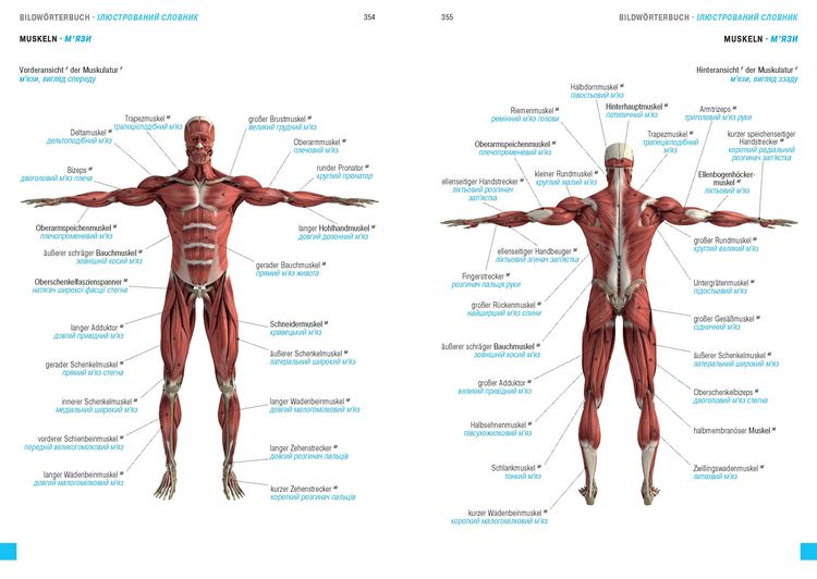 Produktbild: W&ouml;rterbuch Medizin Deutsch-Ukrainisch, Ukrainisch-Deutsch mit zweisprachigen Anatomietafeln
