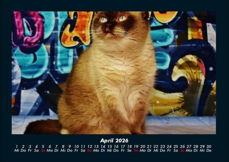 Produktbild: F&uuml;r Katzenfreunde 2026 Fotokalender DIN A4