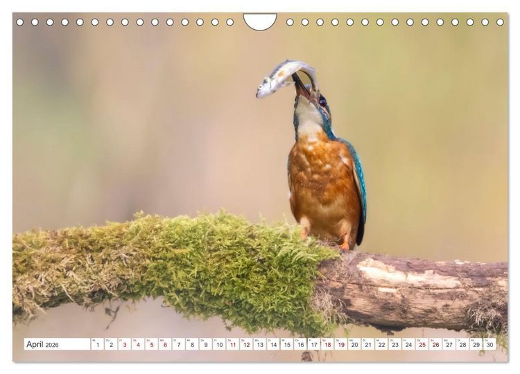 Produktbild: Der blaue Diamant - Fotos vom Eisvogel (Wandkalender 2026 DIN A4 quer), CALVENDO Monatskalender