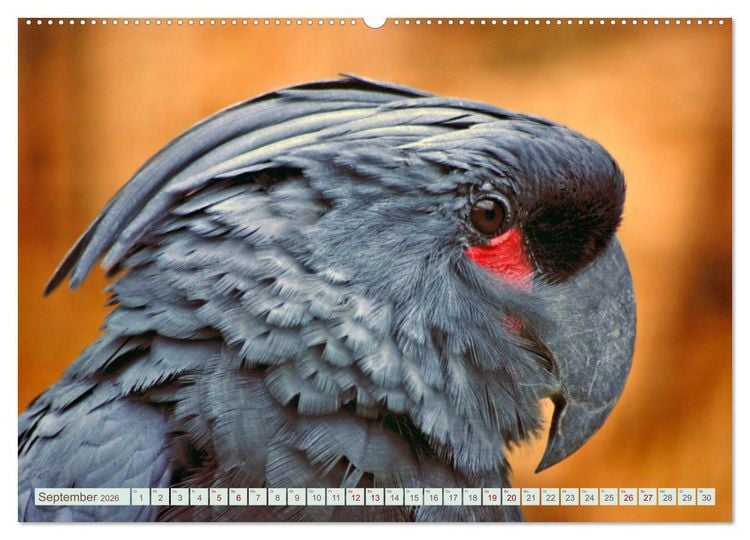 Produktbild: Krumm Schn&auml;bel - Papageien, Sittiche und andere Krumm Schn&auml;bel (hochwertiger Premium Wandkalender 2026 DIN A2 quer), Kunstdruck in Hochglanz