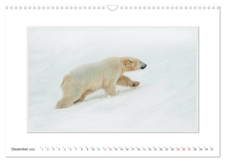 Produktbild: Emotionale Momente: Der Eisb&auml;r. (Wandkalender 2026 DIN A3 quer), CALVENDO Monatskalender