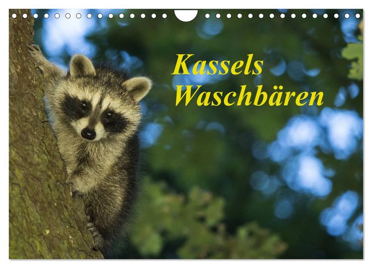 Produktbild: Kassels Waschb&auml;ren (Wandkalender 2026 DIN A4 quer), CALVENDO Monatskalender