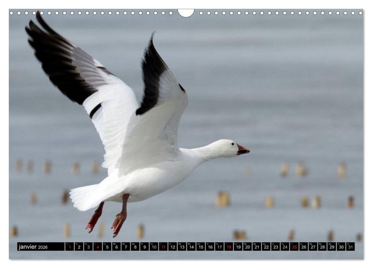 Produktbild: PLUMES L&Eacute;G&Egrave;RES. Oiseaux du Monde (Calendrier mural 2026 DIN A3 vertical), CALVENDO calendrier mensuel