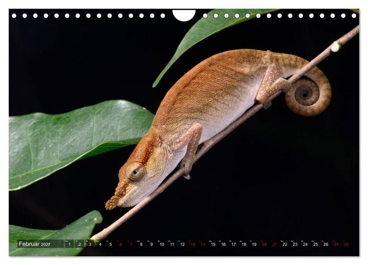 Produktbild: Reptilien auf Madagaskar (Wandkalender 2027 DIN A4 quer), CALVENDO Monatskalender