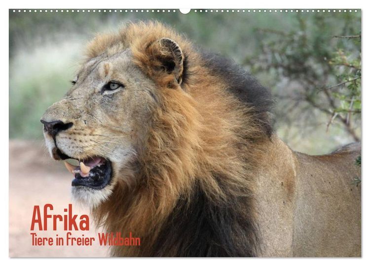 Produktbild: Afrika. Tiere in freier Wildbahn (Wandkalender 2026 DIN A2 quer), CALVENDO Monatskalender