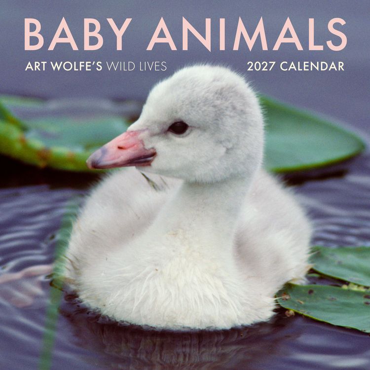 Produktbild: 2027 Baby Animals Wall Calendar
