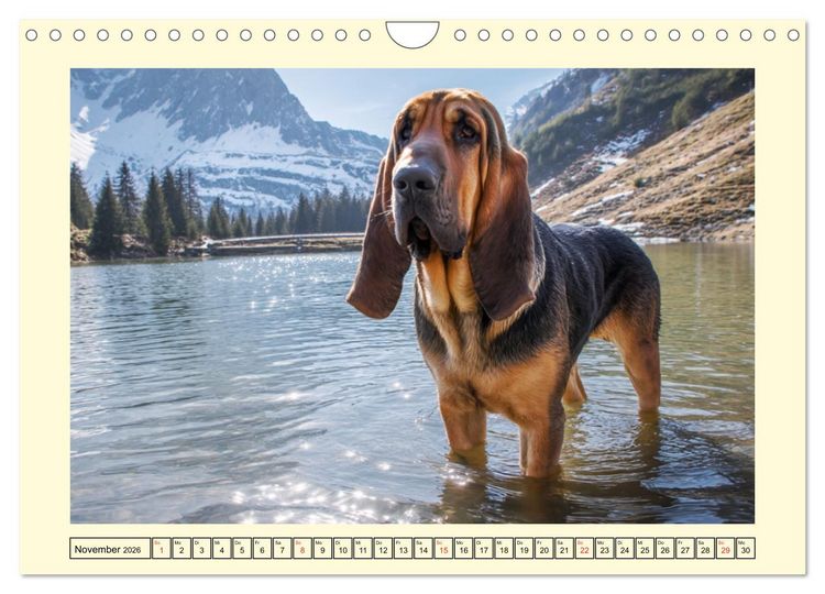 Produktbild: Bloodhound Momente. Zielstrebige Schn&uuml;ffler mit treuer Seele (Wandkalender 2026 DIN A4 quer), CALVENDO Monatskalender