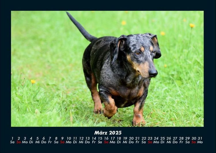 Produktbild: Hundezauber 2025 Fotokalender DIN A4