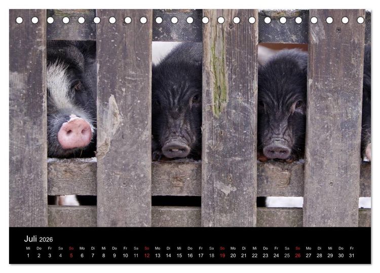 Produktbild: Schweinereien (Tischkalender 2026 DIN A5 quer), CALVENDO Monatskalender