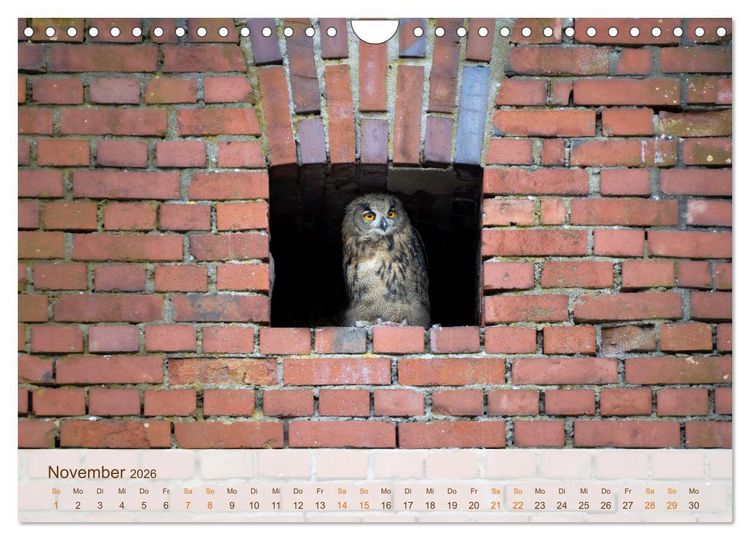 Produktbild: Uhu Highlights (Wandkalender 2026 DIN A4 quer), CALVENDO Monatskalender